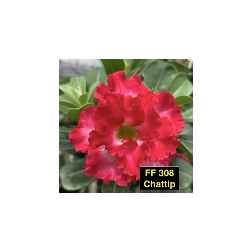 FF308GG Chattip - Rosa do deserto