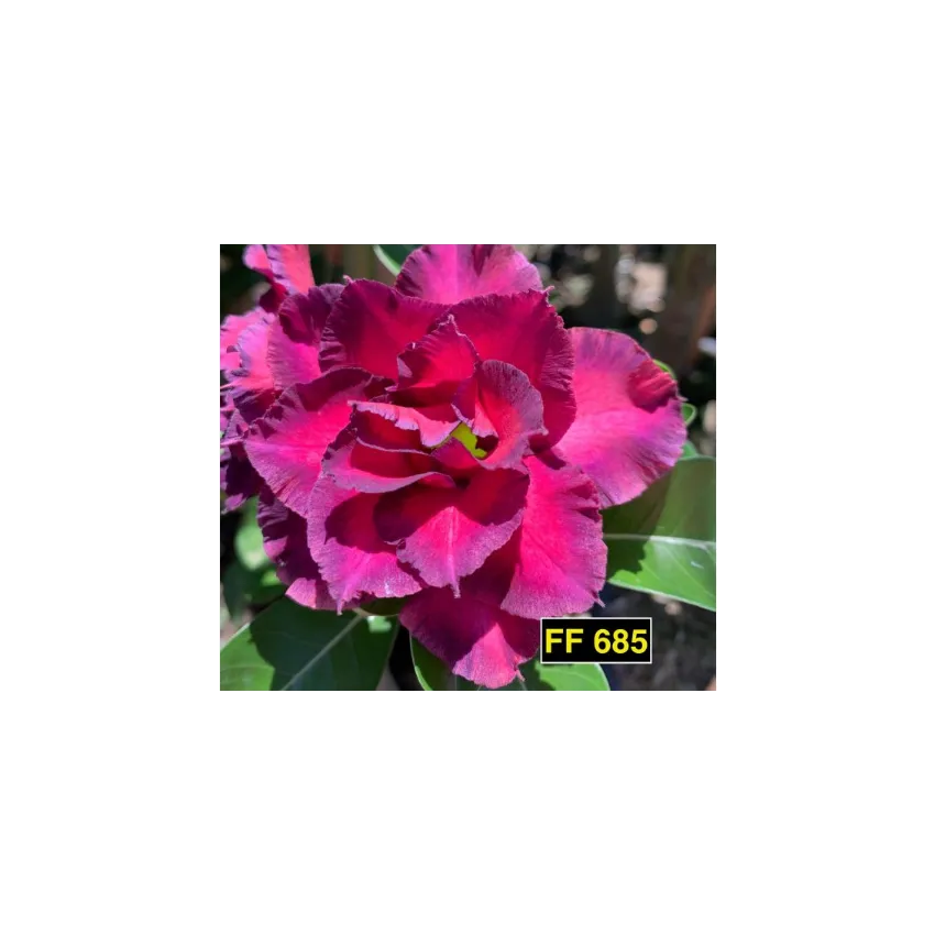 FF 685GG - Rosa do deserto