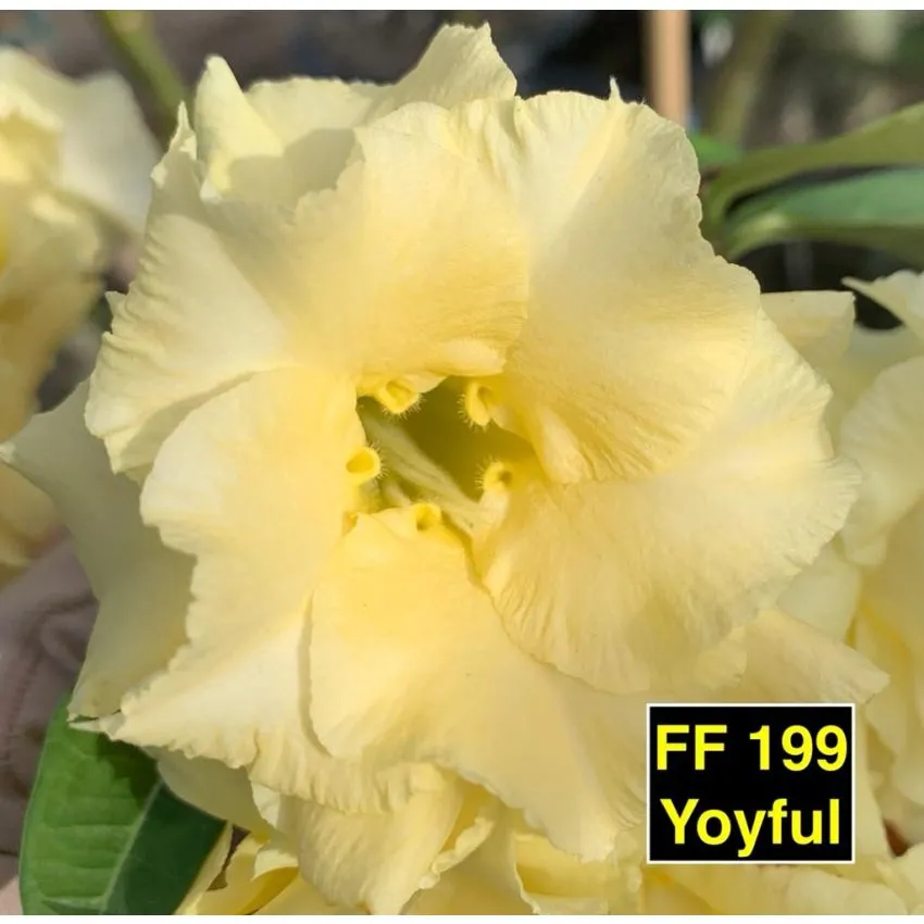 YOYFUL FF 199 - Rosa do Deserto