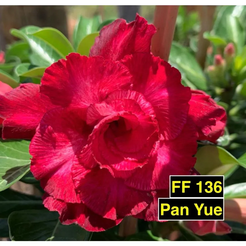 Pan Yue FF 136 - Rosa do Deserto