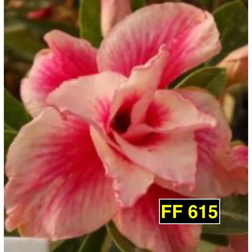 FF 615 - Rosa do Deserto