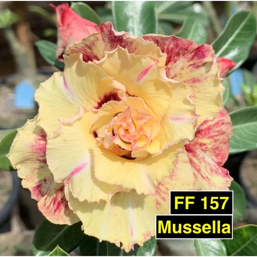 Mussella - FF 157 - Rosa do Deserto