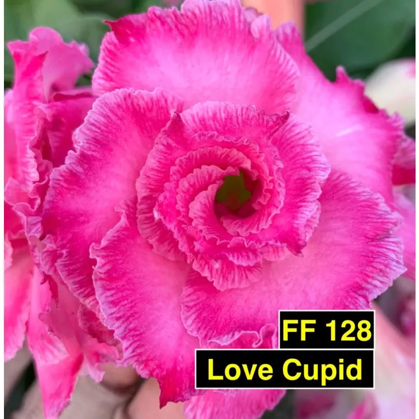 FF128 Love Cupid - Rosa do deserto