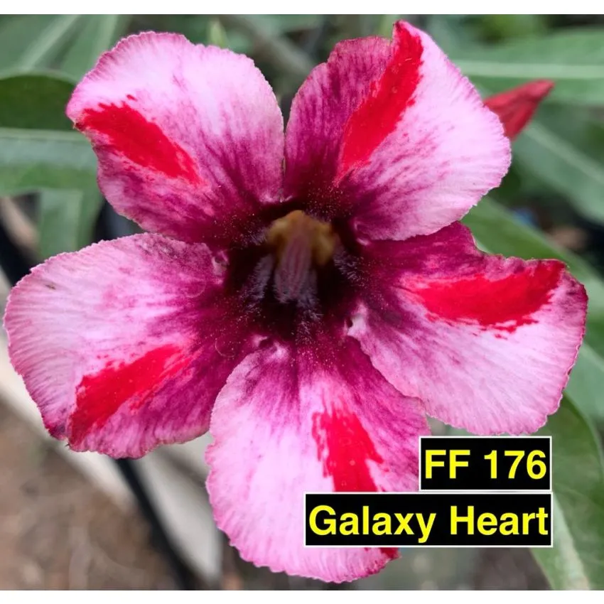 FF176 Galaxy Heart - Rosa do Deserto