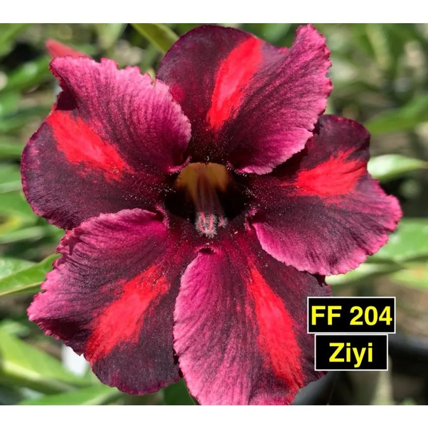 FF204 Ziyi - Rosa do deserto