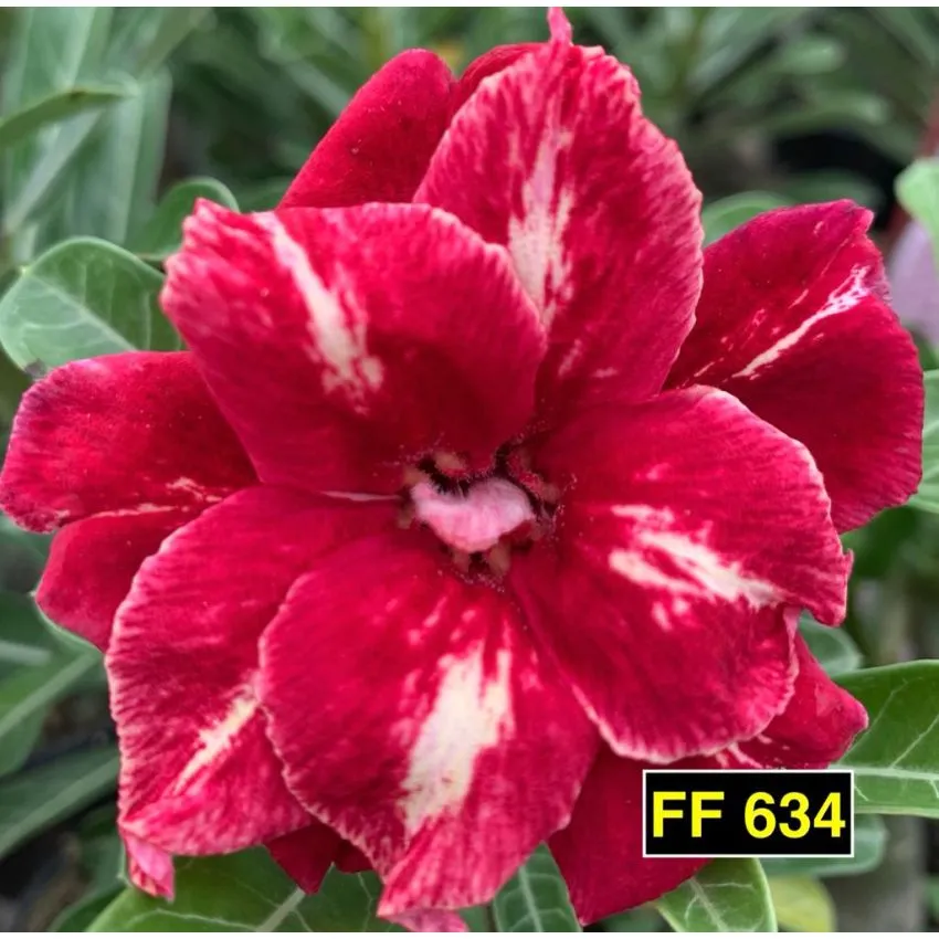 FF 634 - Rosa do deserto