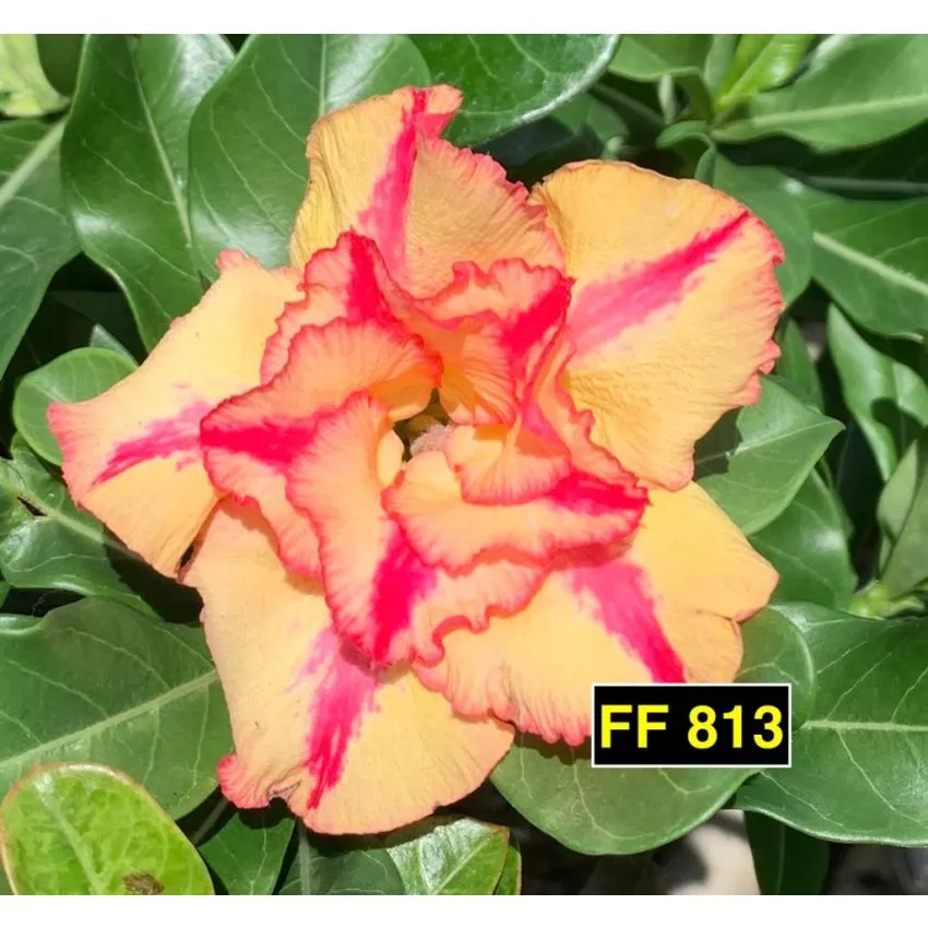 FF 813 - Rosa do Deserto