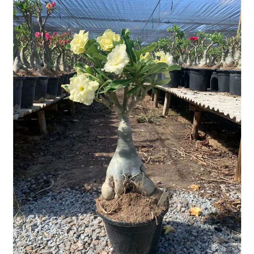 FF 641GG - Rosa do deserto