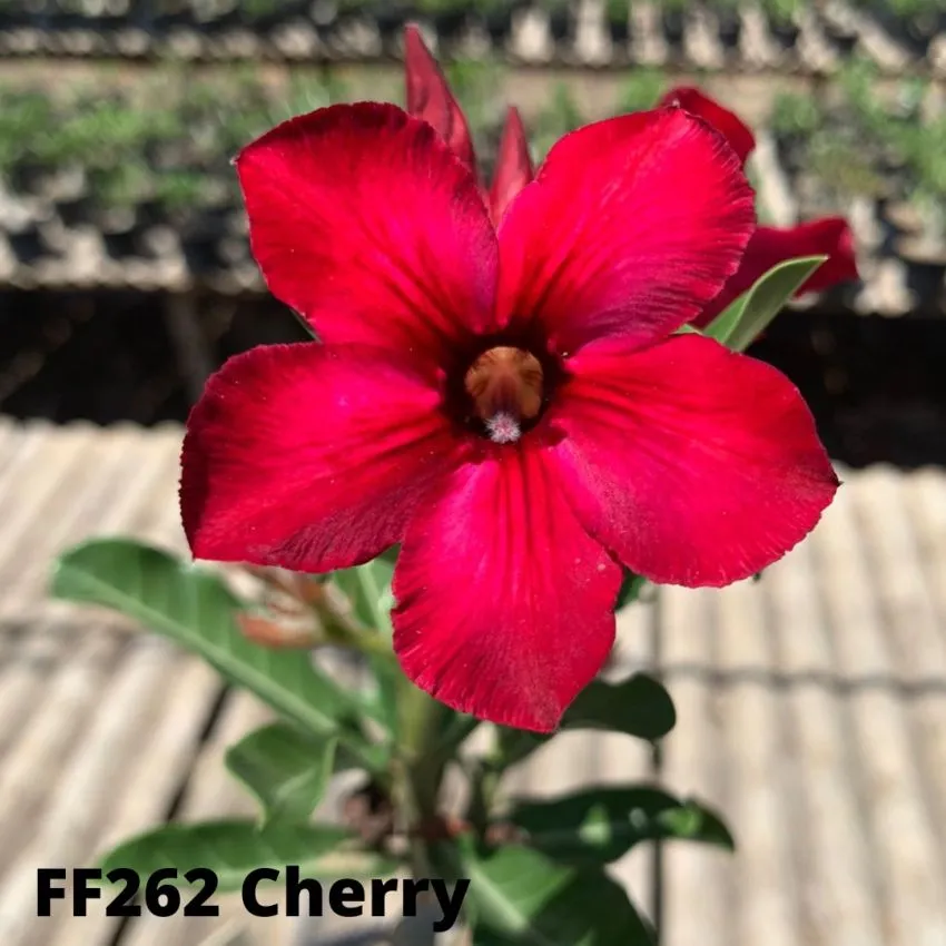 FF262 - Rosa do deserto