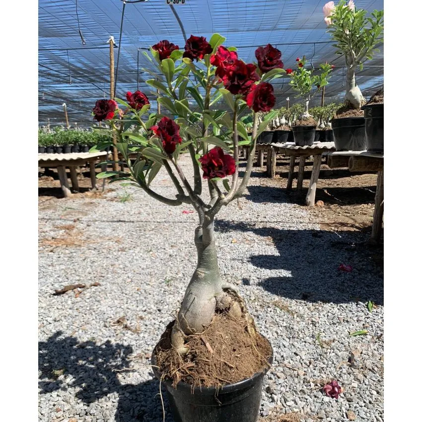 FF 682GG - Rosa do deserto