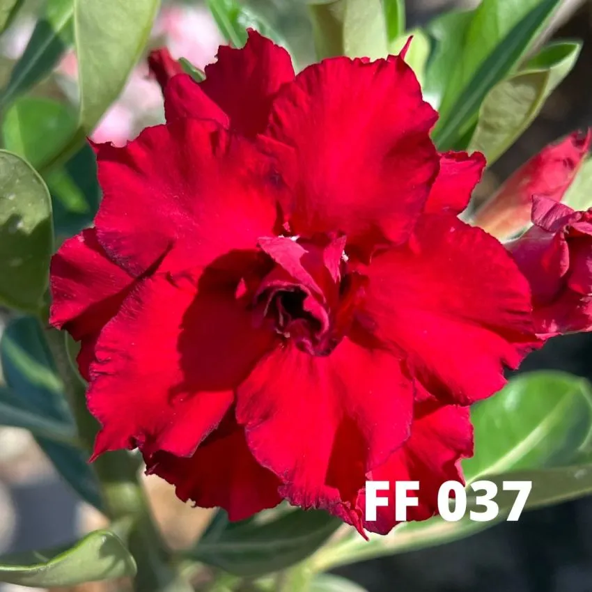 FF 037 - Rosa do deserto