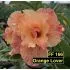 Orange Lover FF 166 - Rosa do Deserto