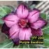 FF230 Purple Swallow - Rosa do deserto