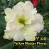 Yellow MasterPiece FF 339 - Rosa do Deserto