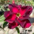 FF 663 - Rosa do deserto