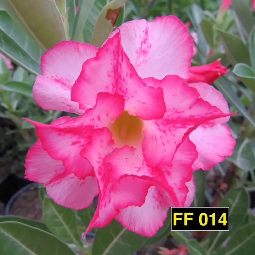 FF 014 - Rosa do deserto