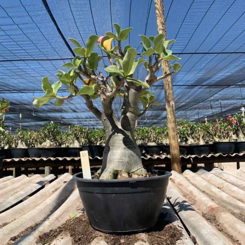 Arabicum com Poda Radical 019