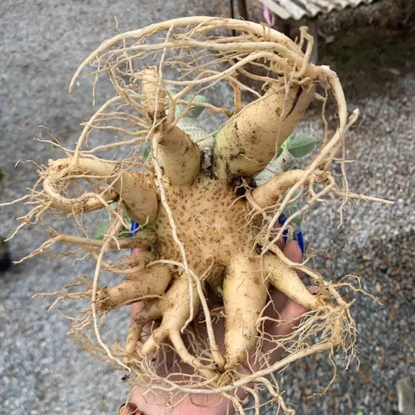 Arabicum com Poda Radical 020