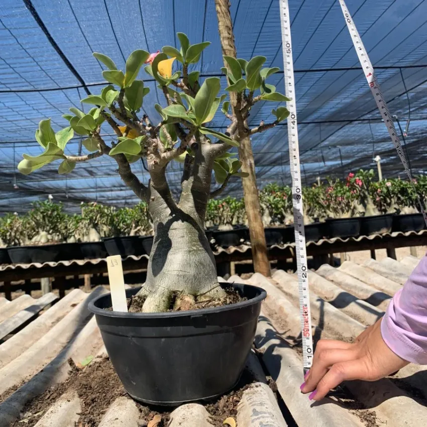 Arabicum com Poda Radical 019