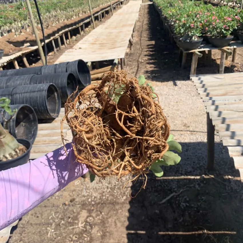 Arabicum com Poda Radical 019