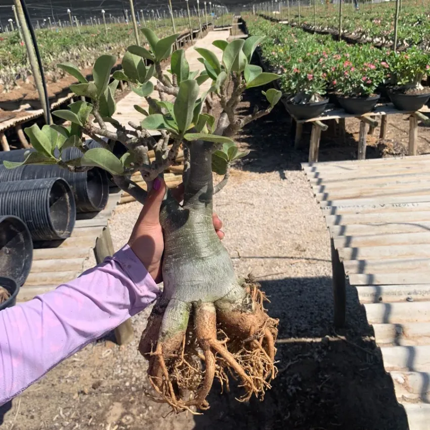 Arabicum com Poda Radical 019