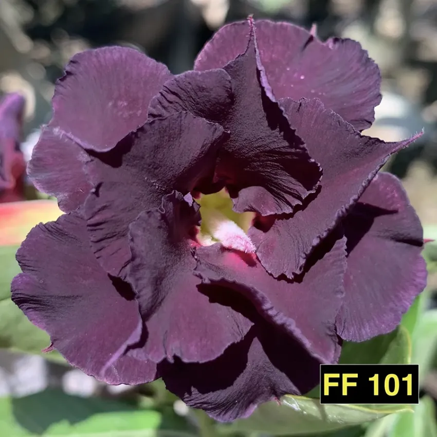 FF101 - Rosa do deserto