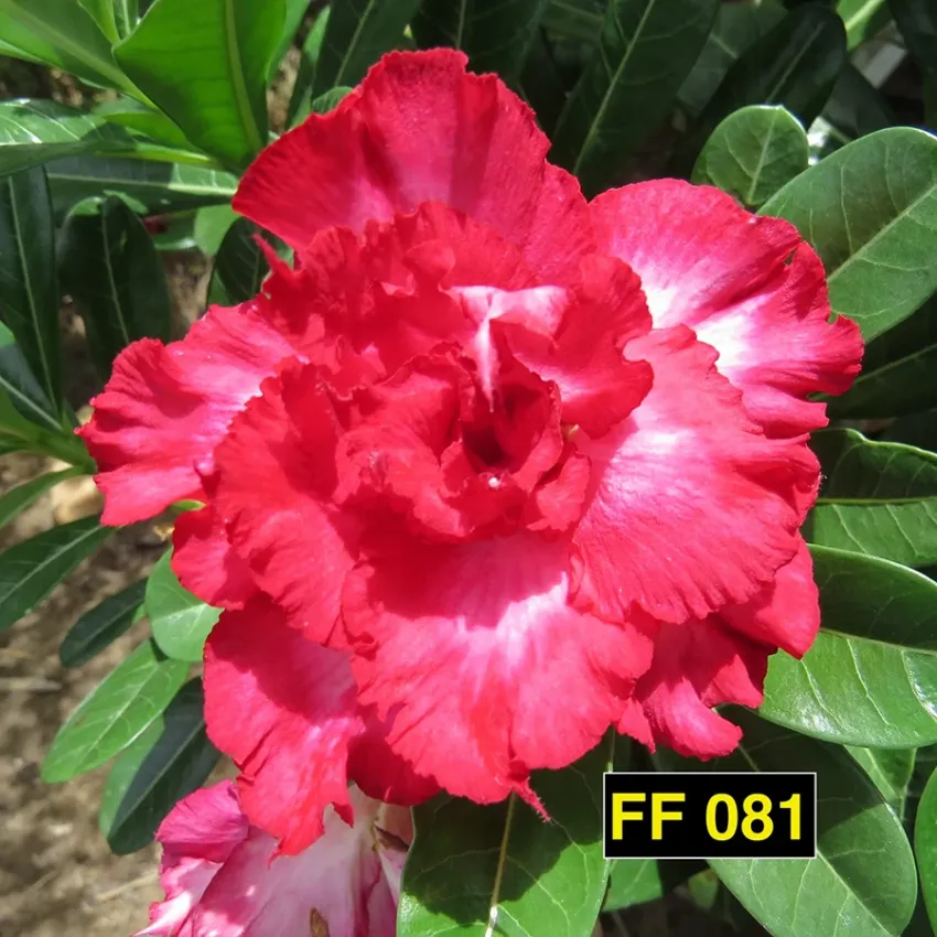 FF 081 - Rosa do deserto