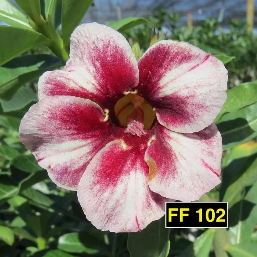 FF 102 - Rosa do deserto