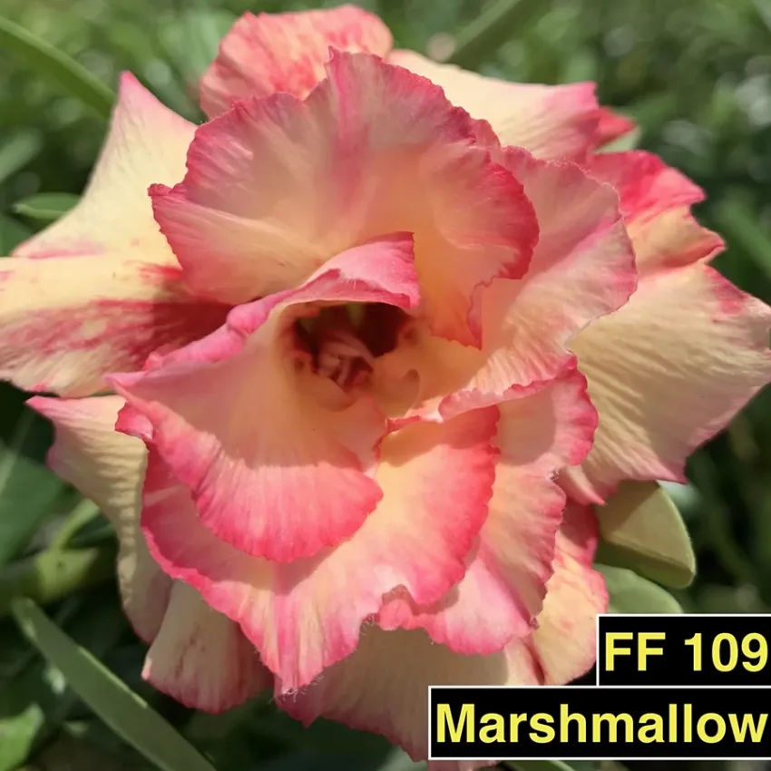 FF 109 Marshmallow - Rosa do Deserto