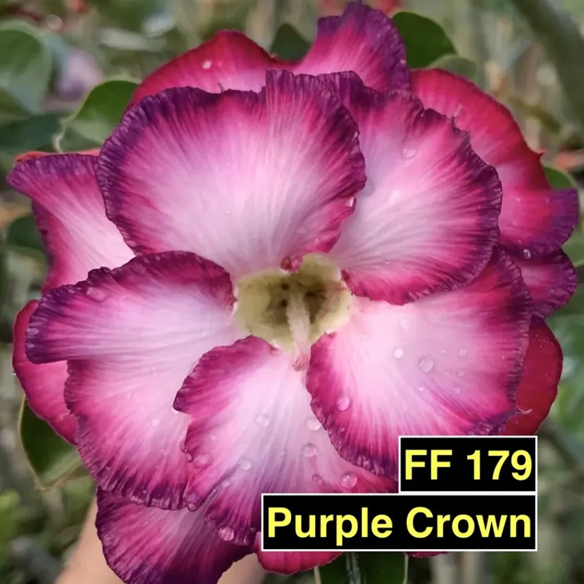 FF179 Purple Crown - Rosa do deserto