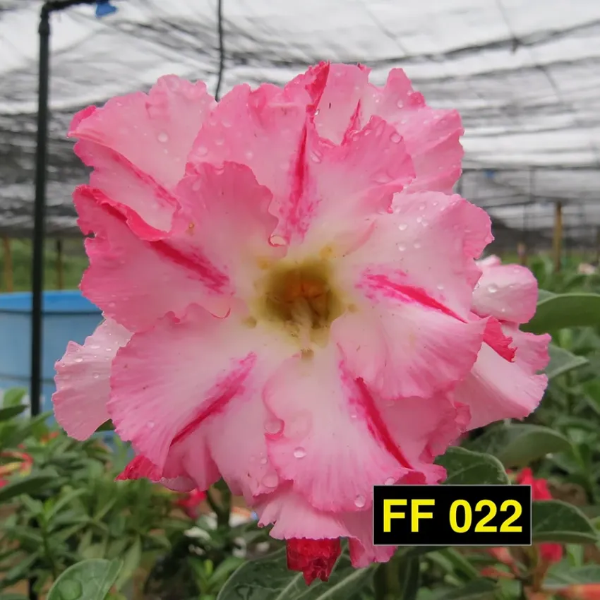 FF 022 - Rosa do deserto