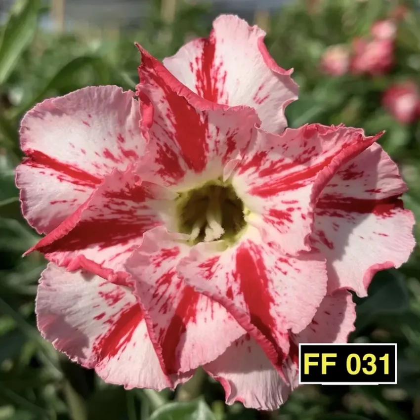 FF 031 - Rosa do deserto