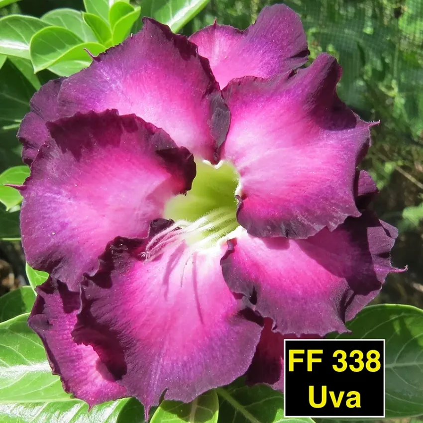 FF338 Uva - Rosa do deserto