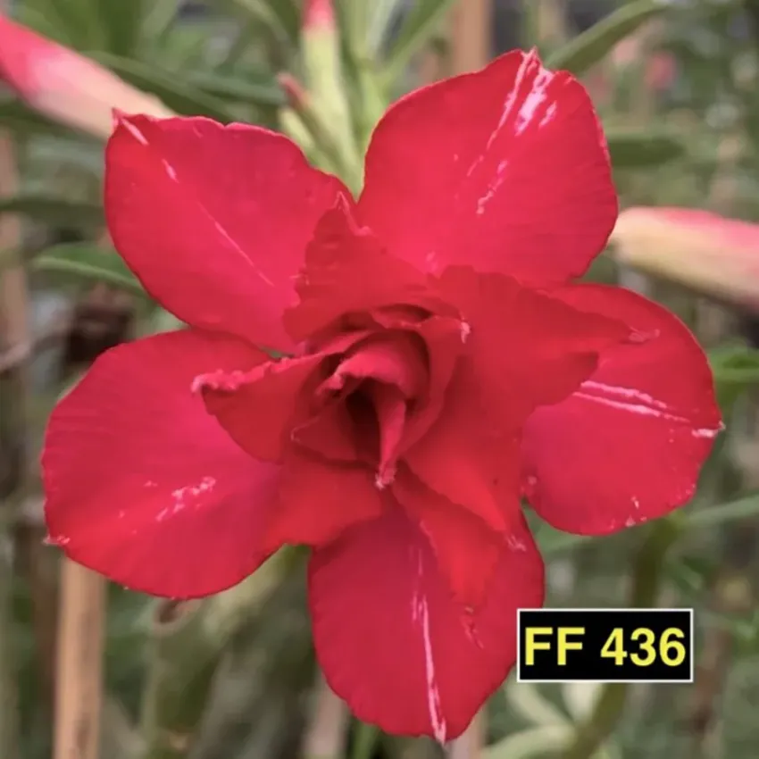 FF 436 - Rosa do Deserto