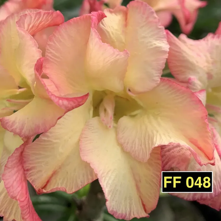 FF 048 - Rosa do deserto