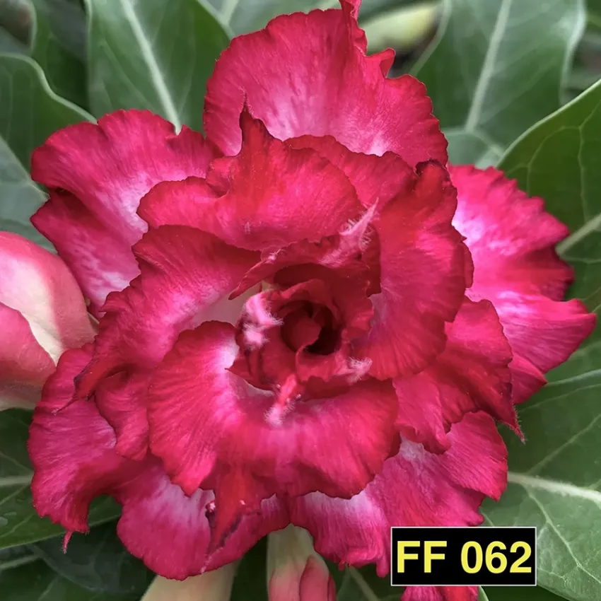 FF 062 - Rosa do deserto