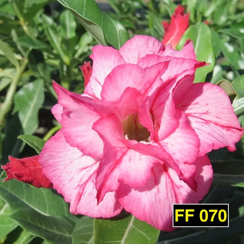 FF 070 - Rosa do deserto