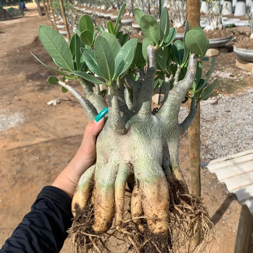 Arabicum com Poda Radical 020