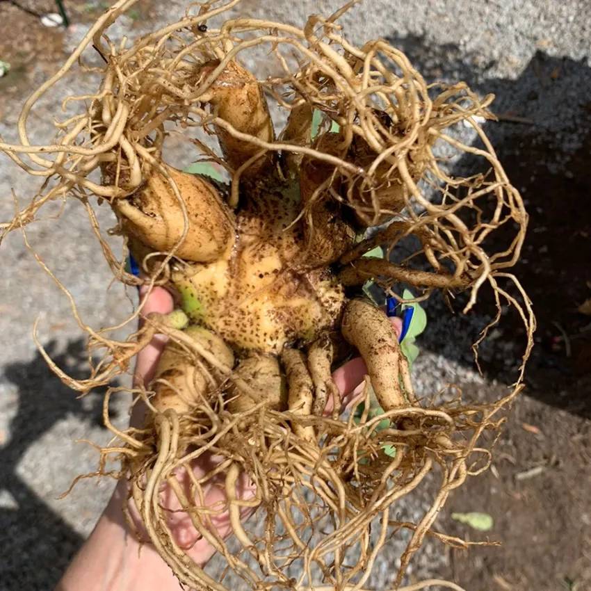 Arabicum com Poda Radical 020