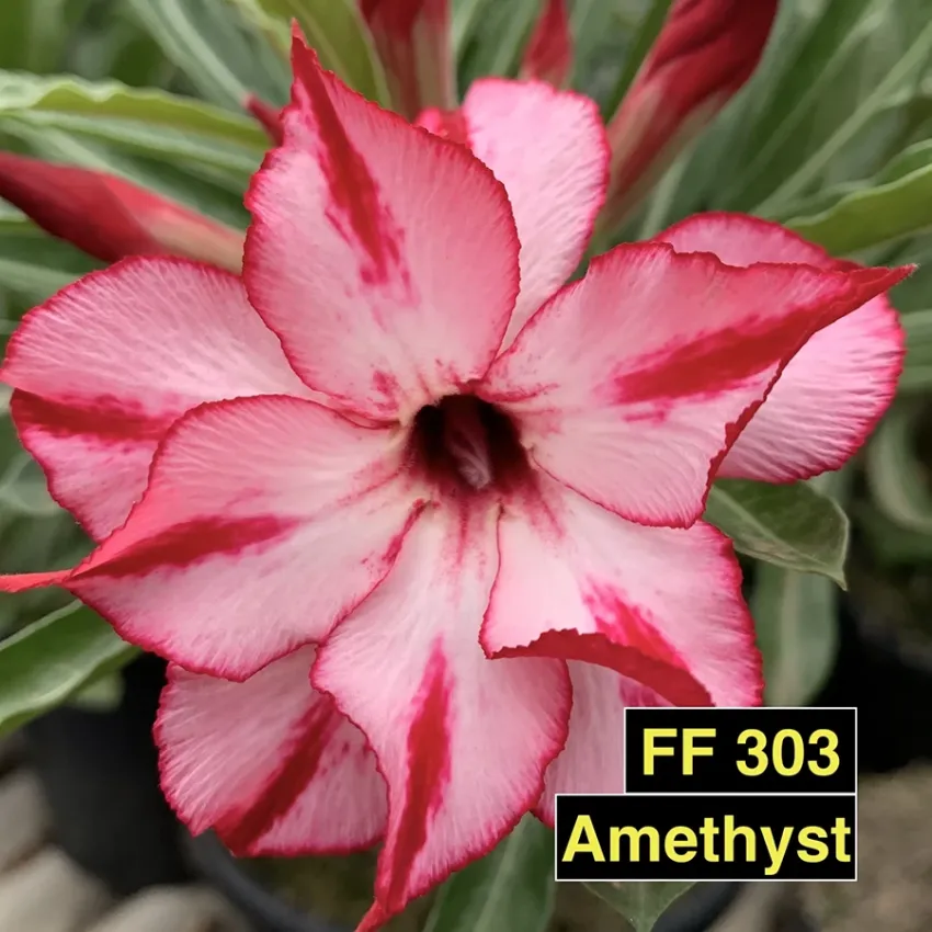 Amethyst FF 303 - Rosa do deserto