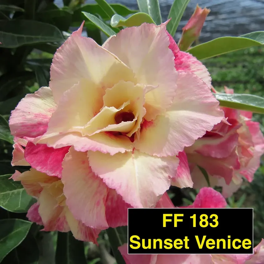 Sunset Venice FF 183 - Rosa do deserto