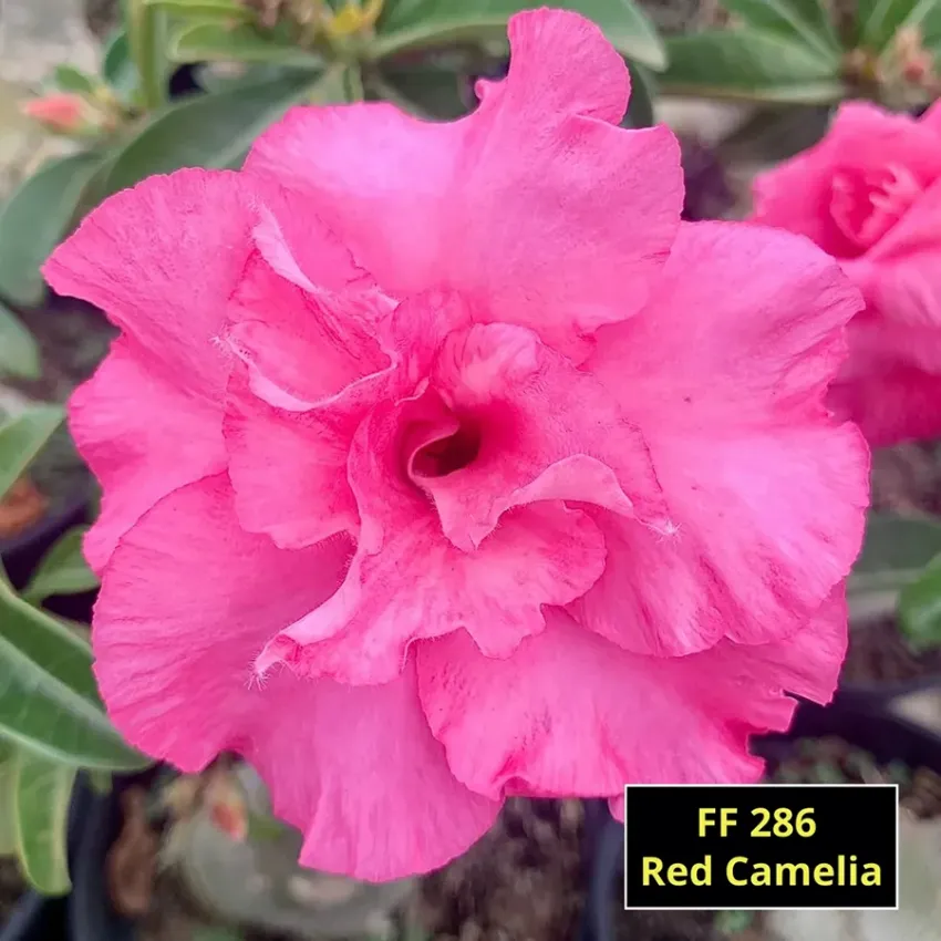 FF286 Red Camelia - Rosa do Deserto