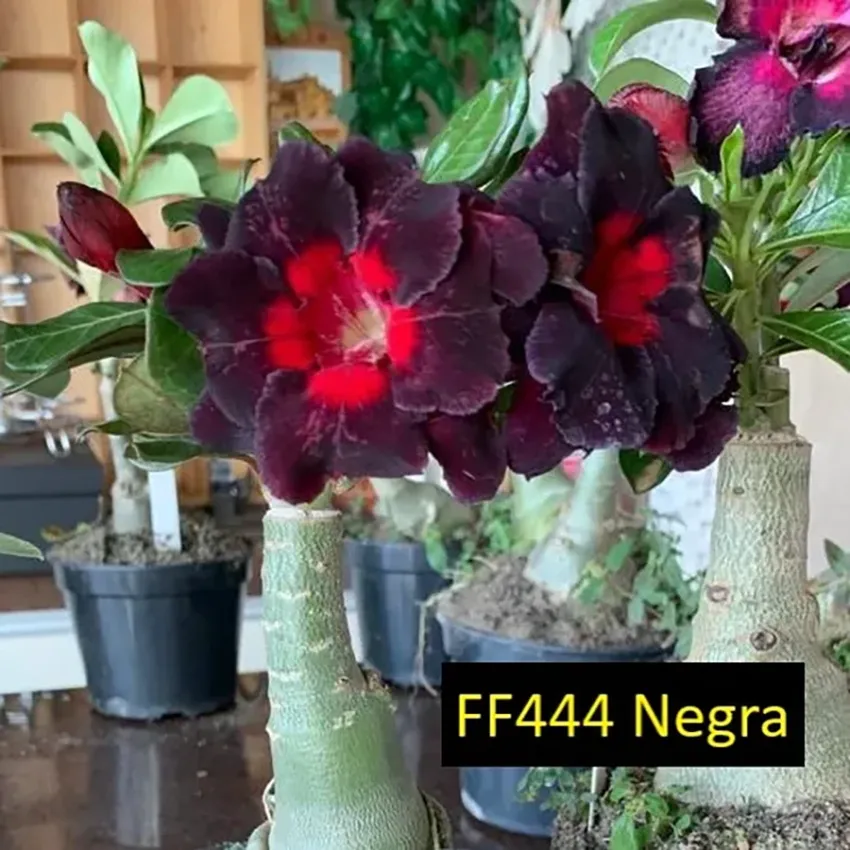 Negra FF 444 - Rosa do deserto
