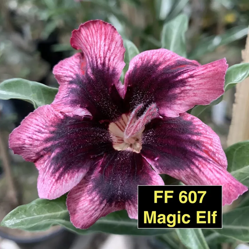 Magic Elf FF 607 - Rosa do deserto