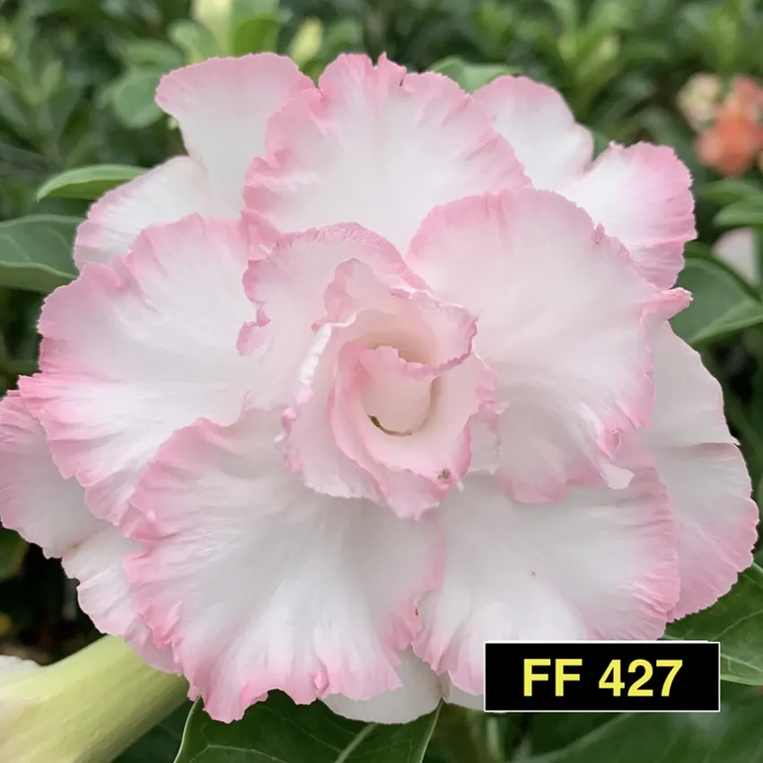 FF 427 - Rosa do deserto