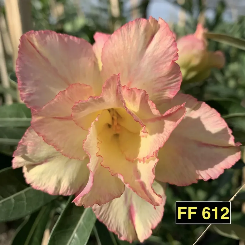 FF 612 - Rosa do deserto