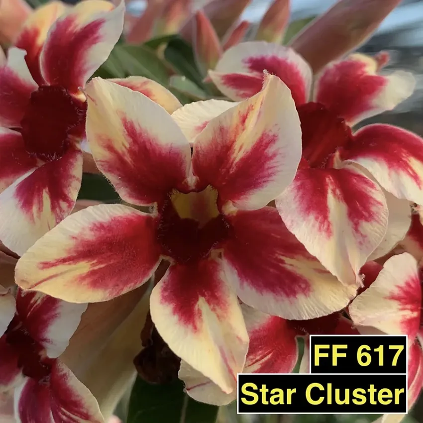 Star Cluster FF 617 - Rosa do deserto