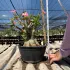 Arabicum com Poda Radical 016