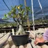 Arabicum com Poda Radical 019