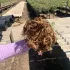 Arabicum com Poda Radical 016